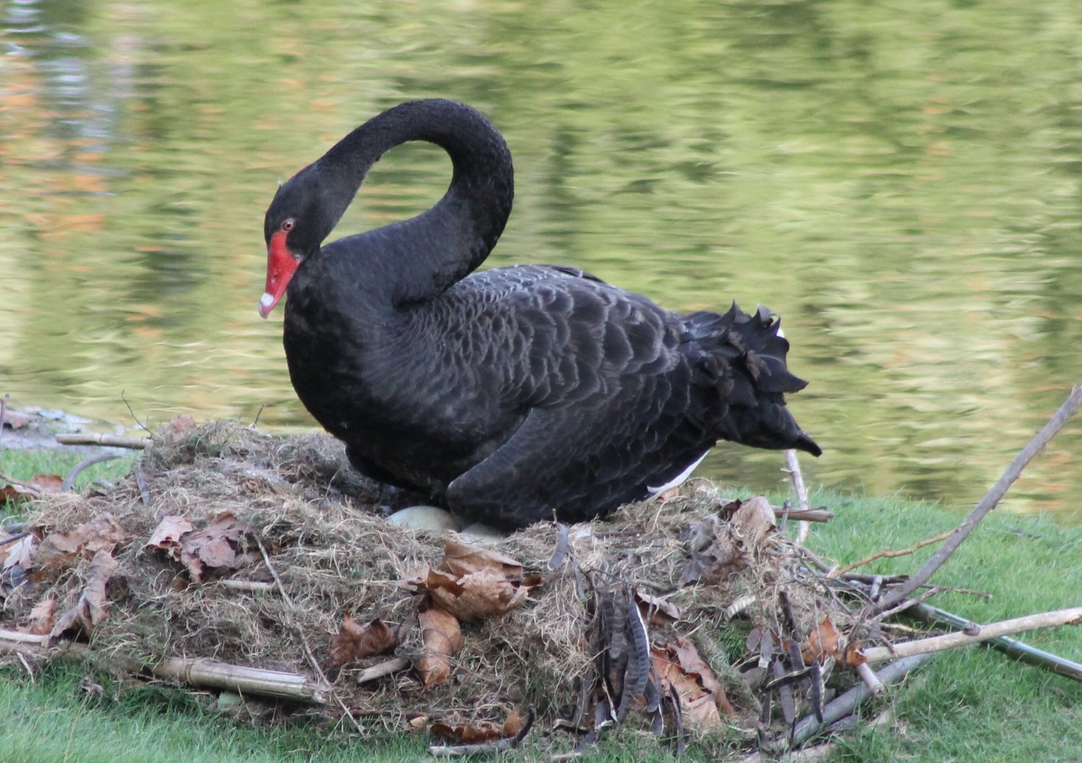 Black swan at the nest