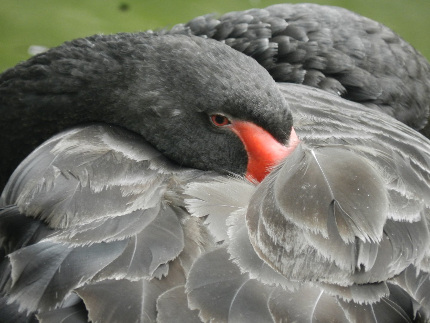 Black swan - Belo Horizonte zoo