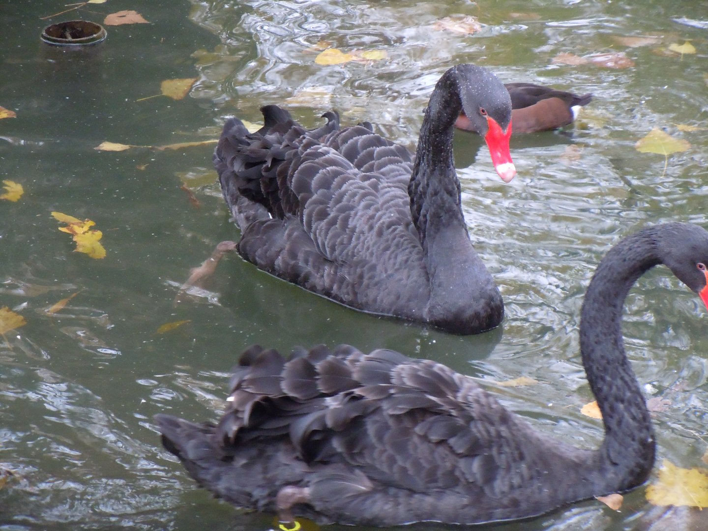 Black Swan - Budapest Zoo November 2017