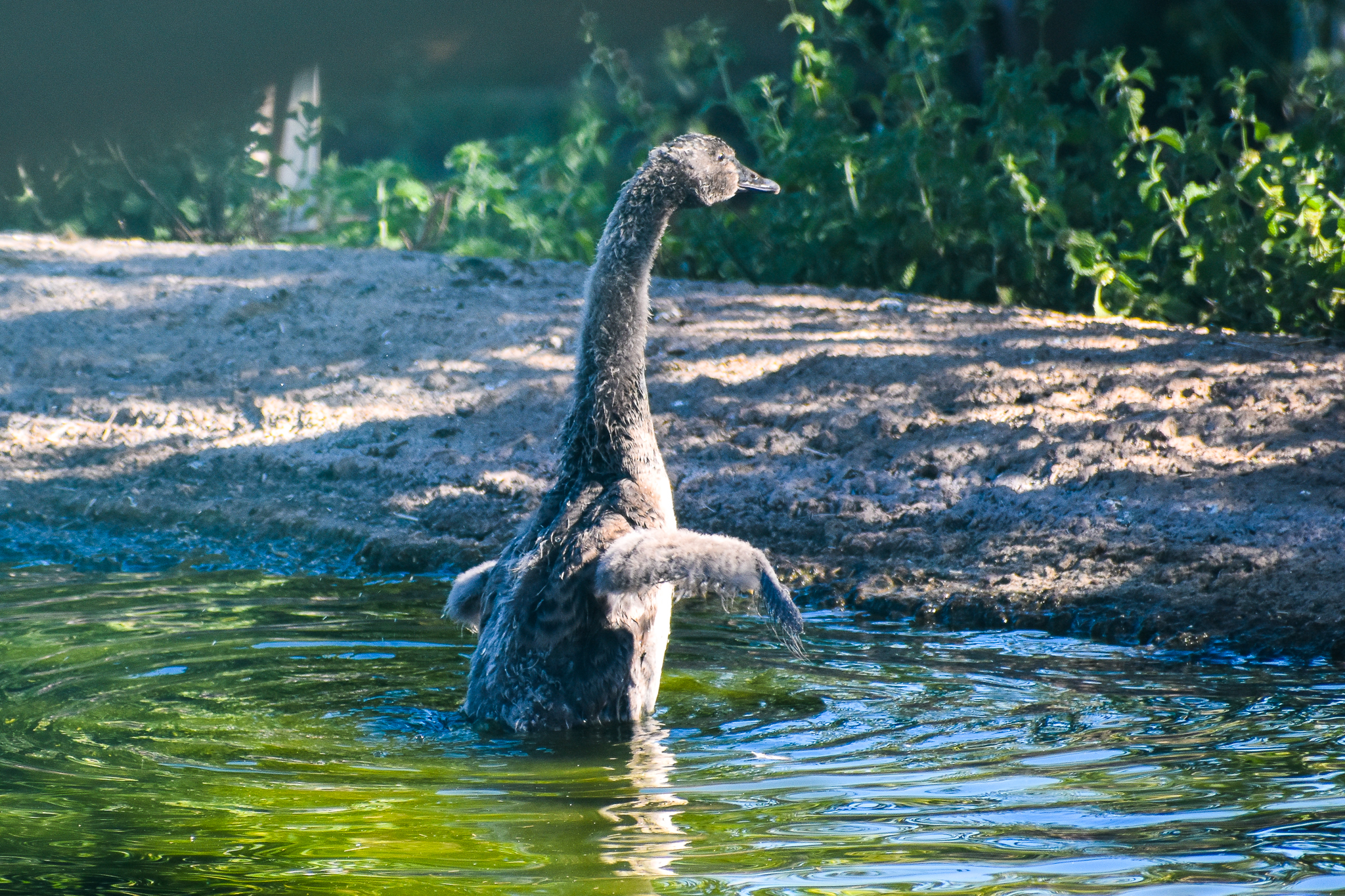 Black Swan Cygnet (Cygnus atratus)
