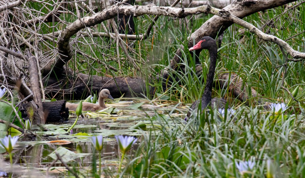 Black Swan & cygnet