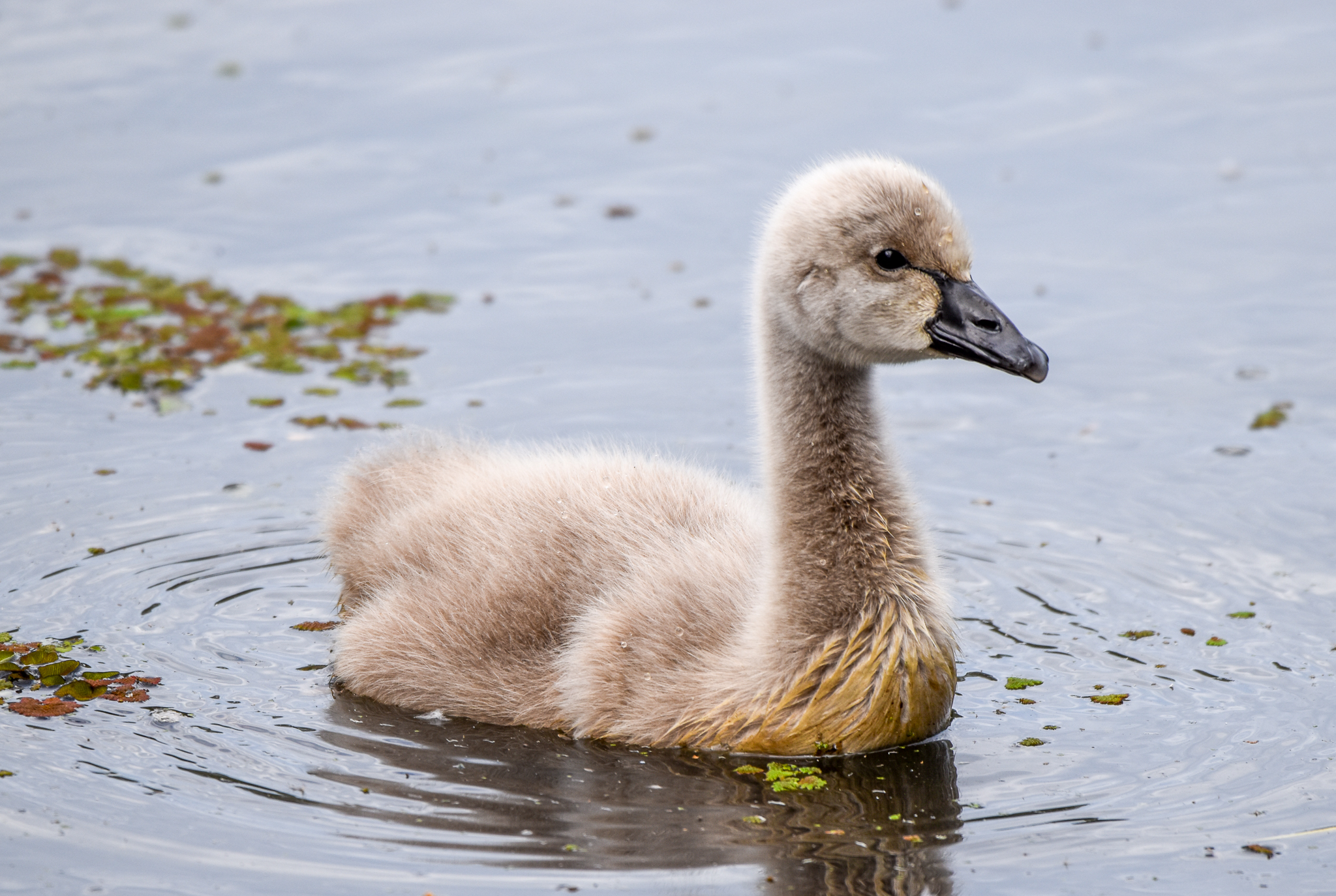 Black Swan cygnet