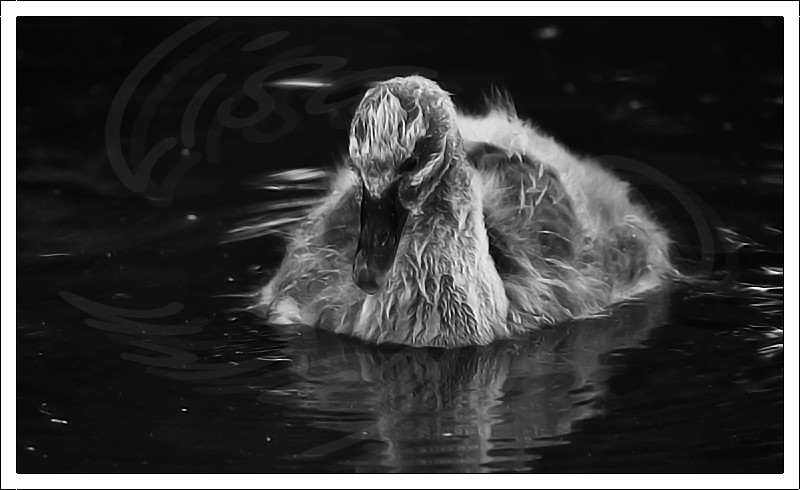 Black Swan Cygnet