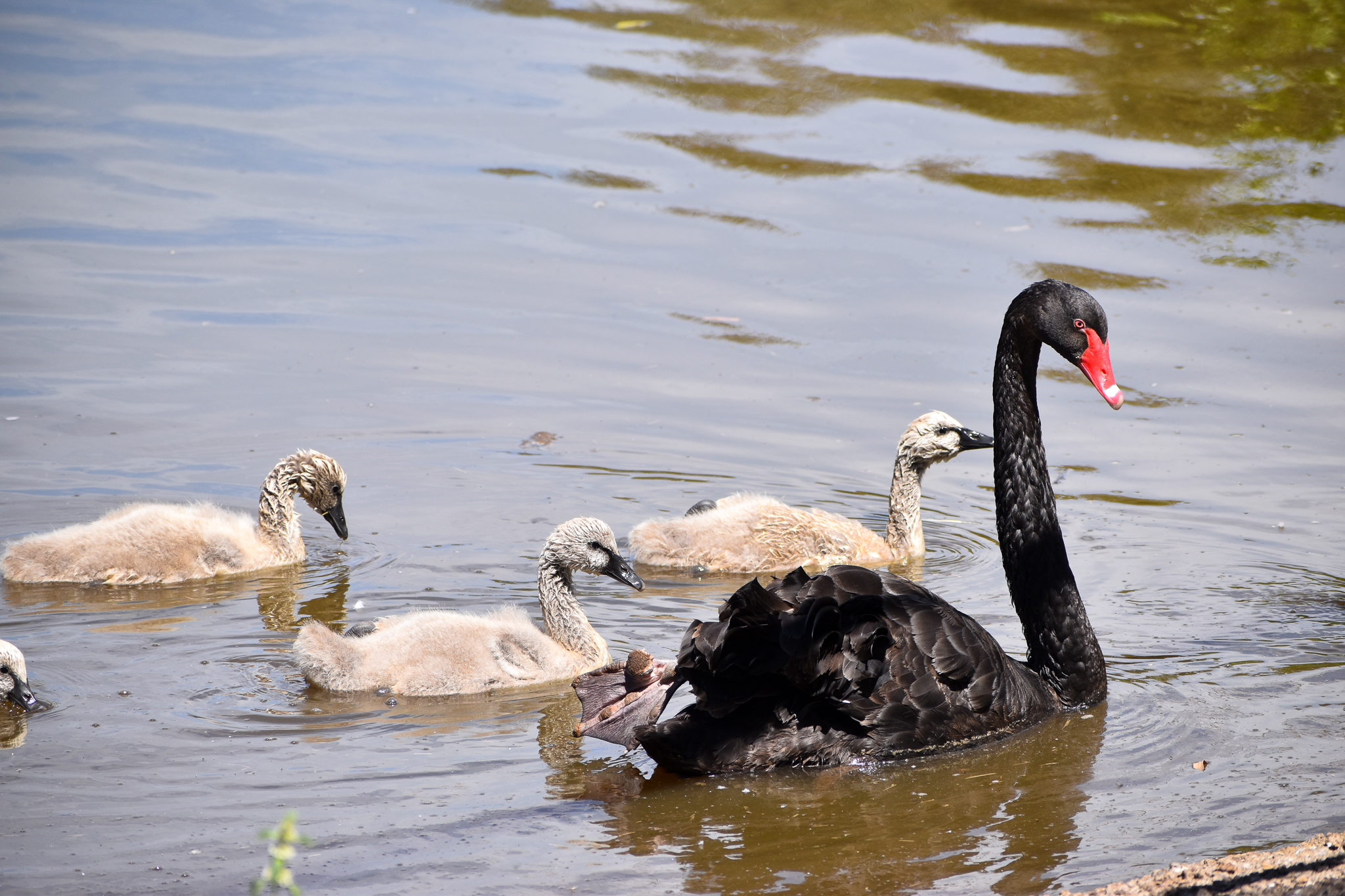 Black Swan Cygnets