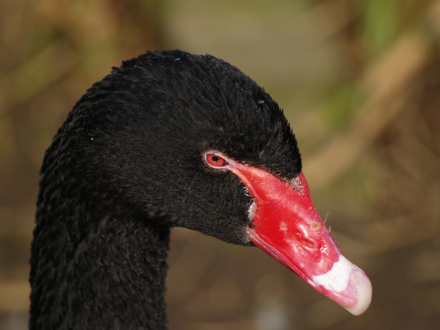 Black swan (Cygnus atratus), 2009-03-01