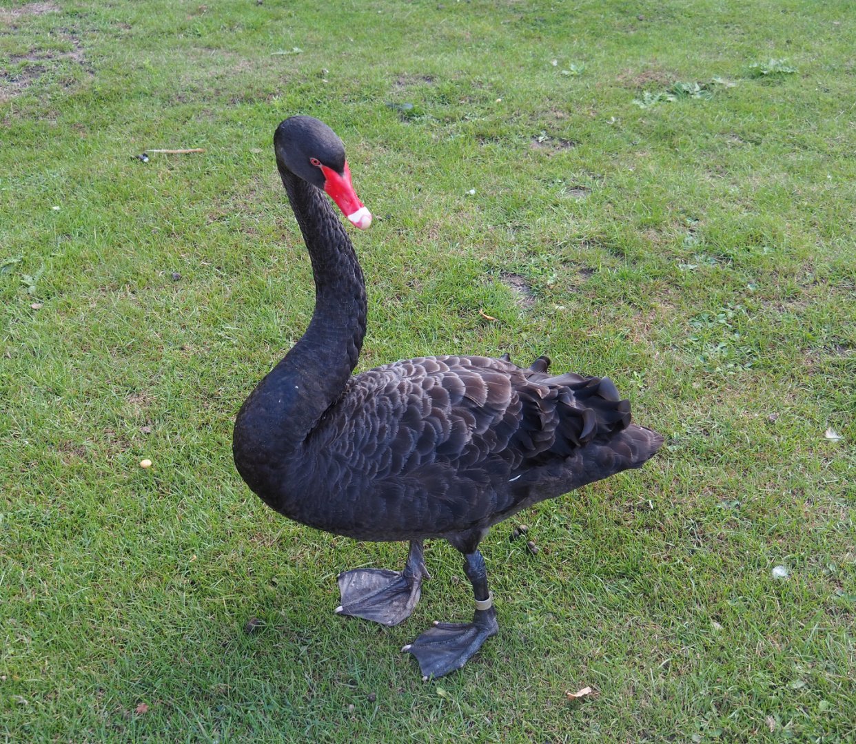 Black swan (Cygnus atratus), 2019-08-11