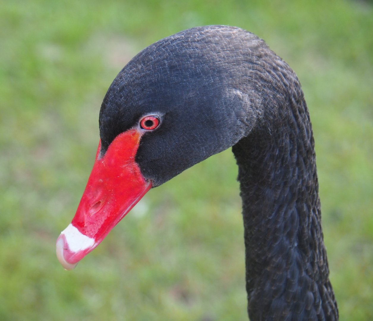 Black swan (Cygnus atratus), 2019-08-11