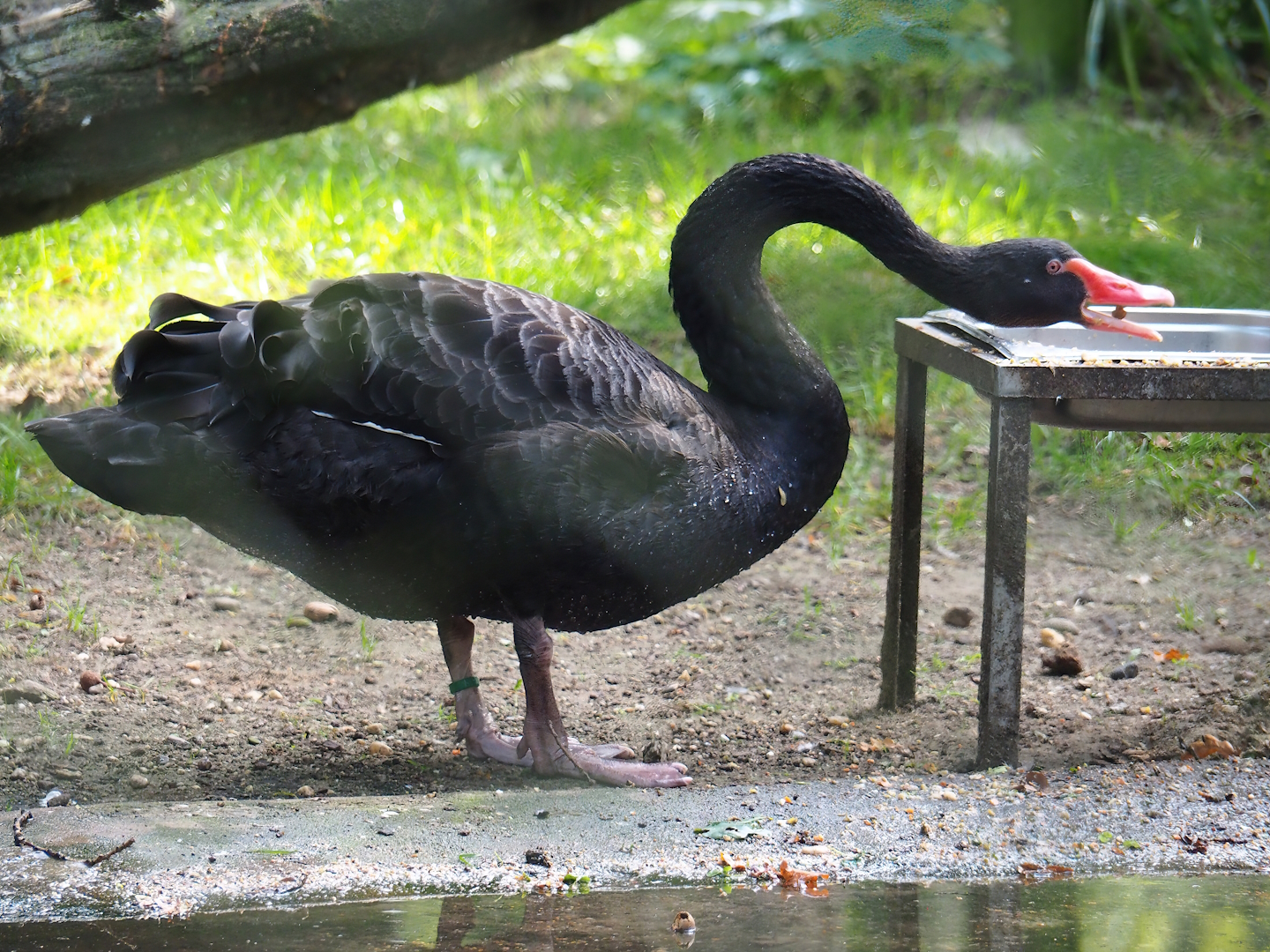 Black swan (Cygnus atratus), 2023-10-07