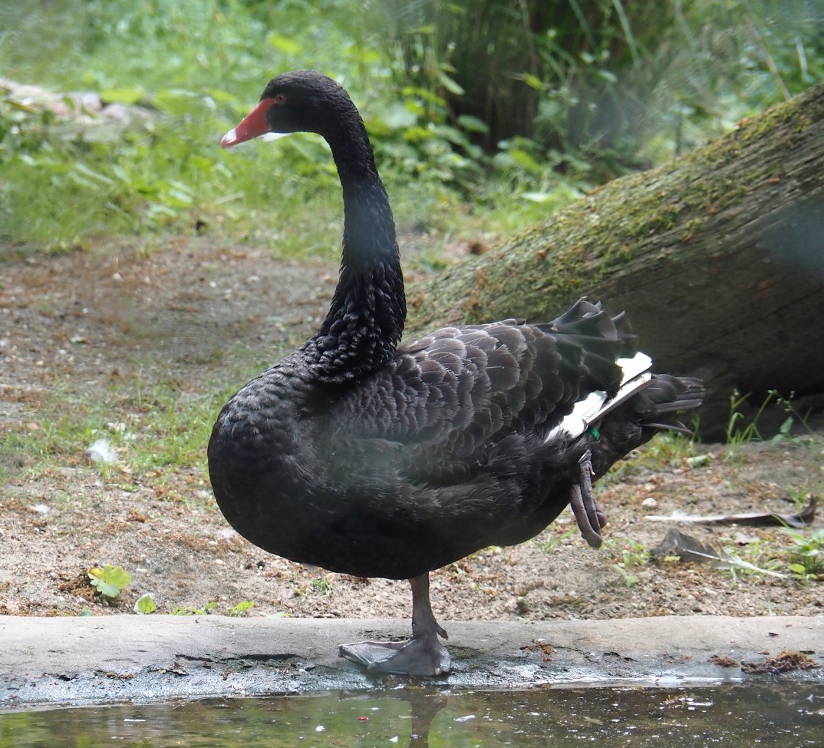 Black swan (Cygnus atratus), 2025-05-17
