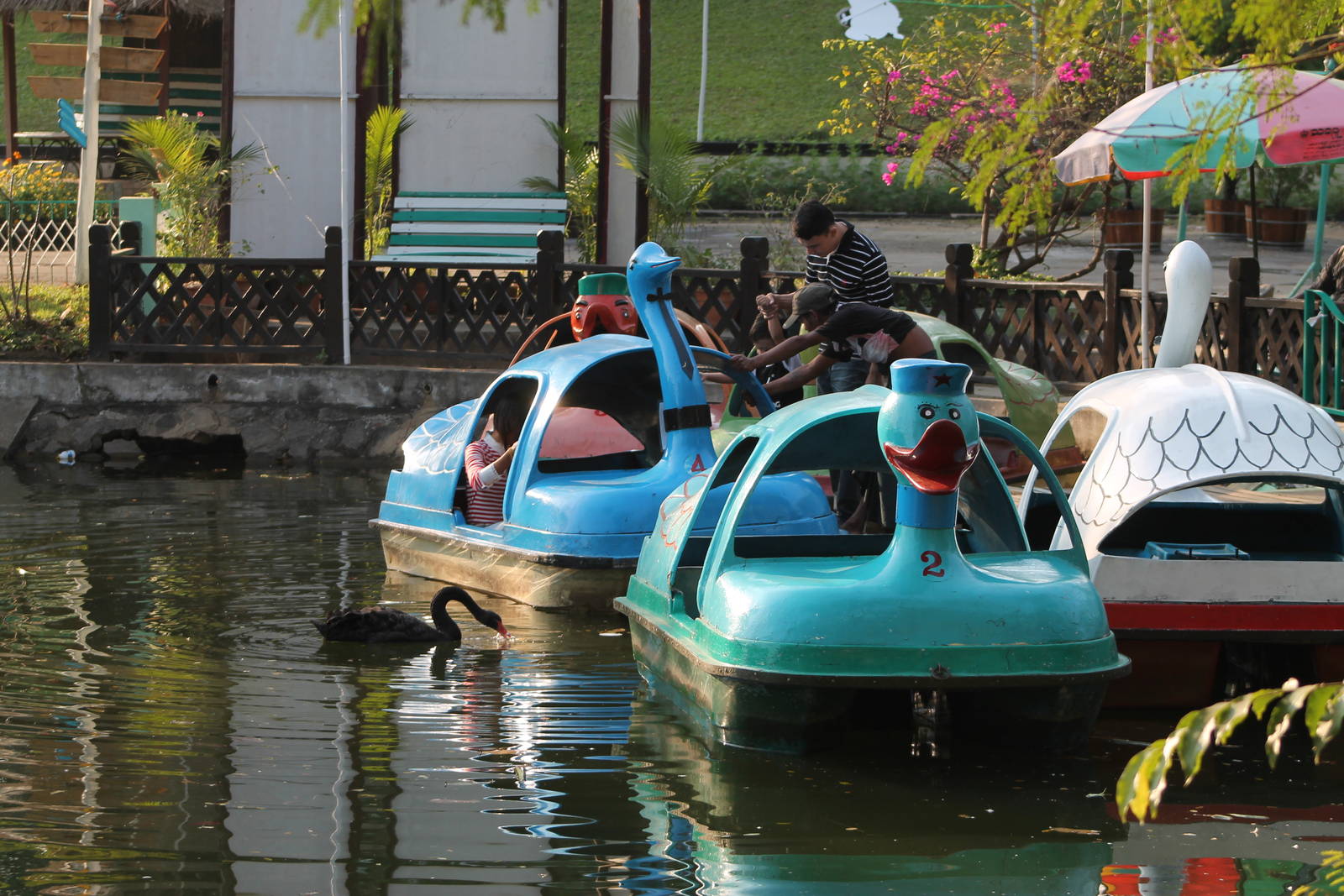 Black Swan (Cygnus atratus) and friends