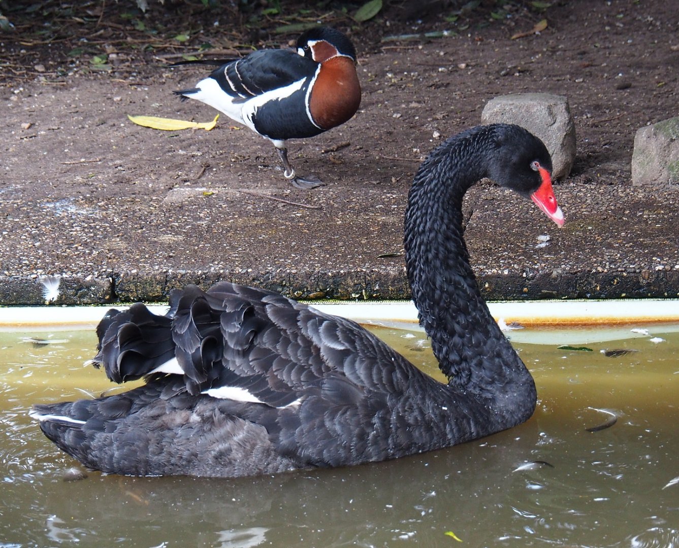Black swan (Cygnus atratus) and Red-breasted goose (Branta ruficollis), 2019-04-06