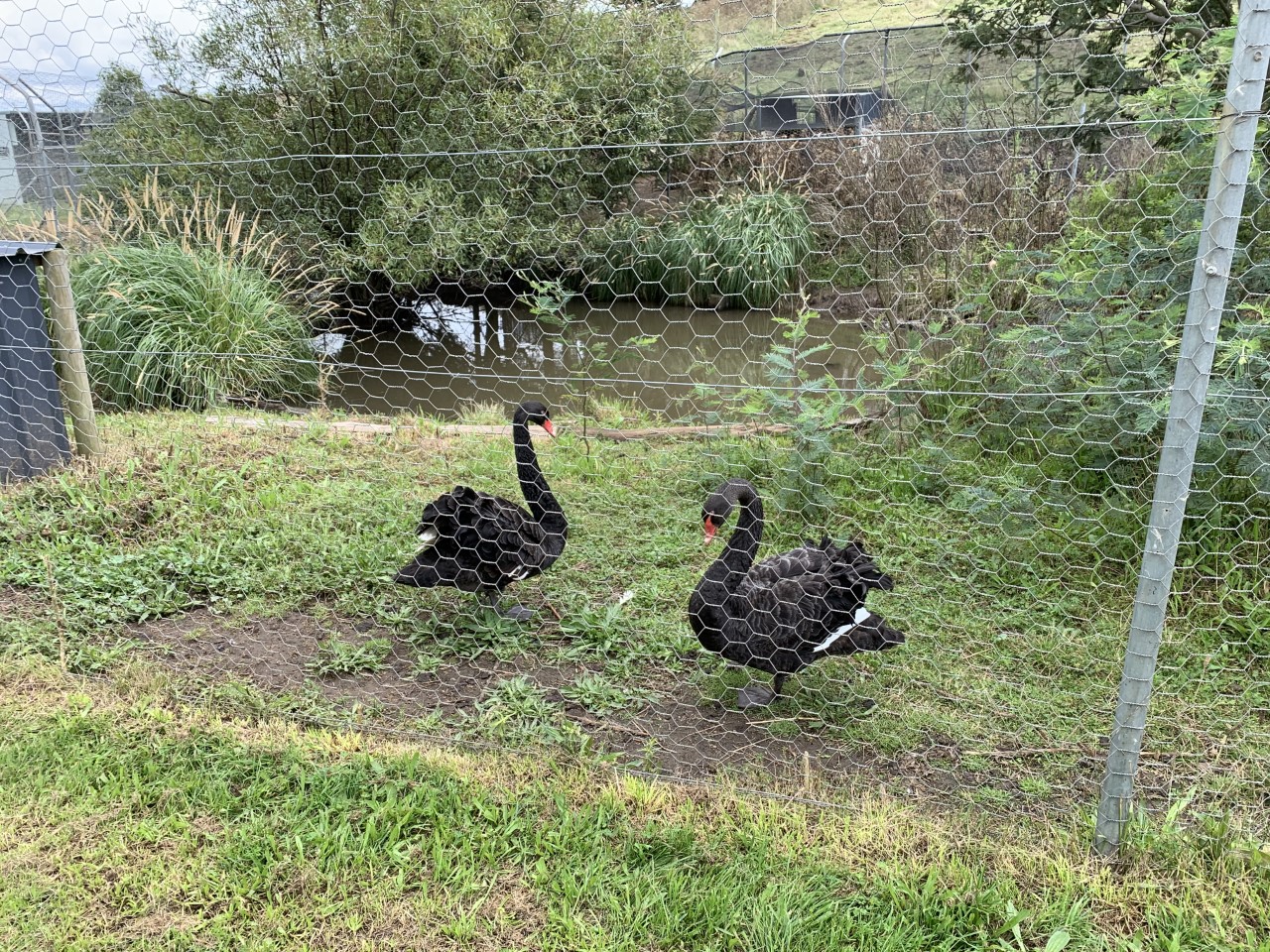 Black Swan (Cygnus atratus) Enclosure