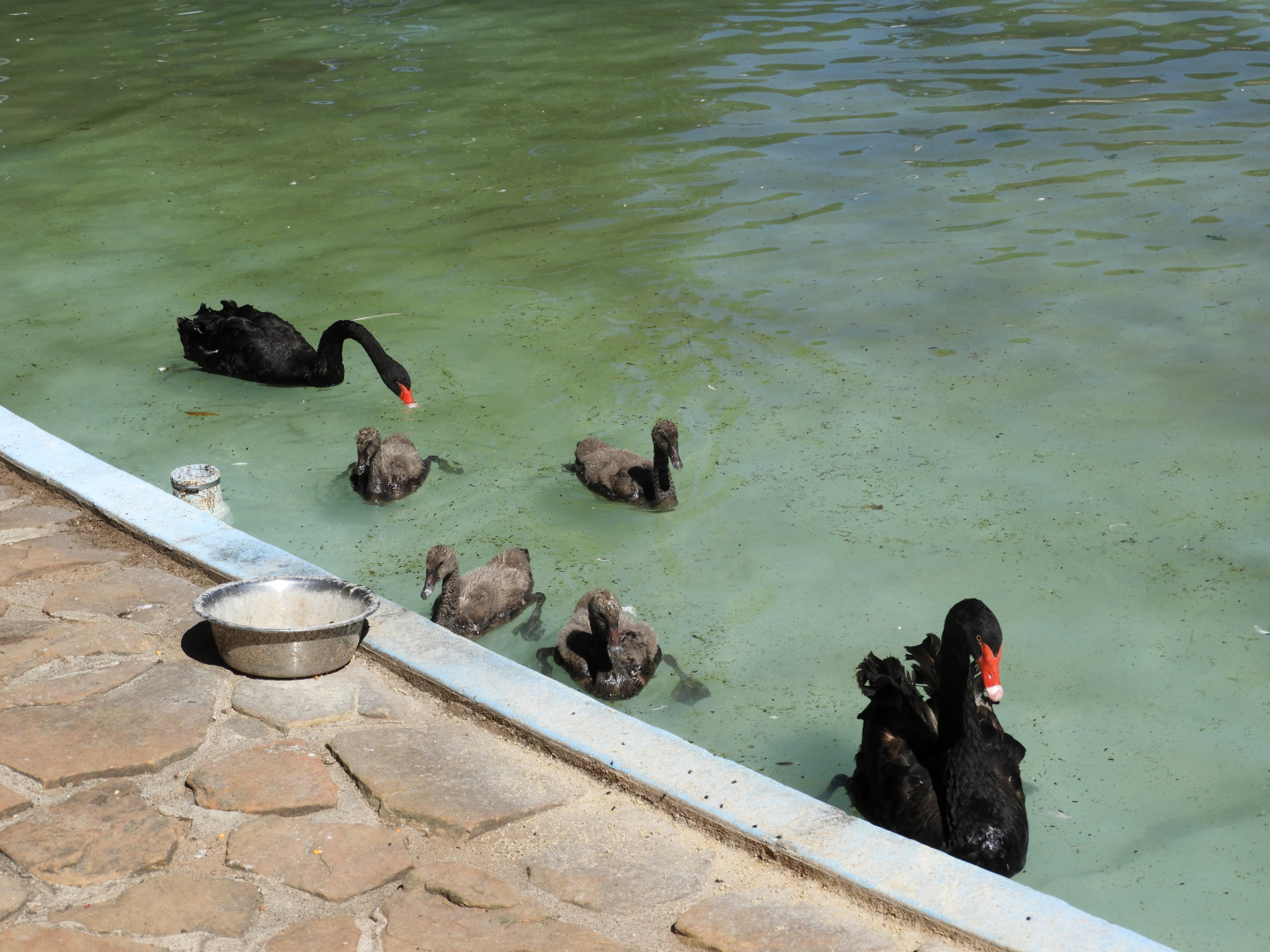 Black Swan (Cygnus atratus) family -1