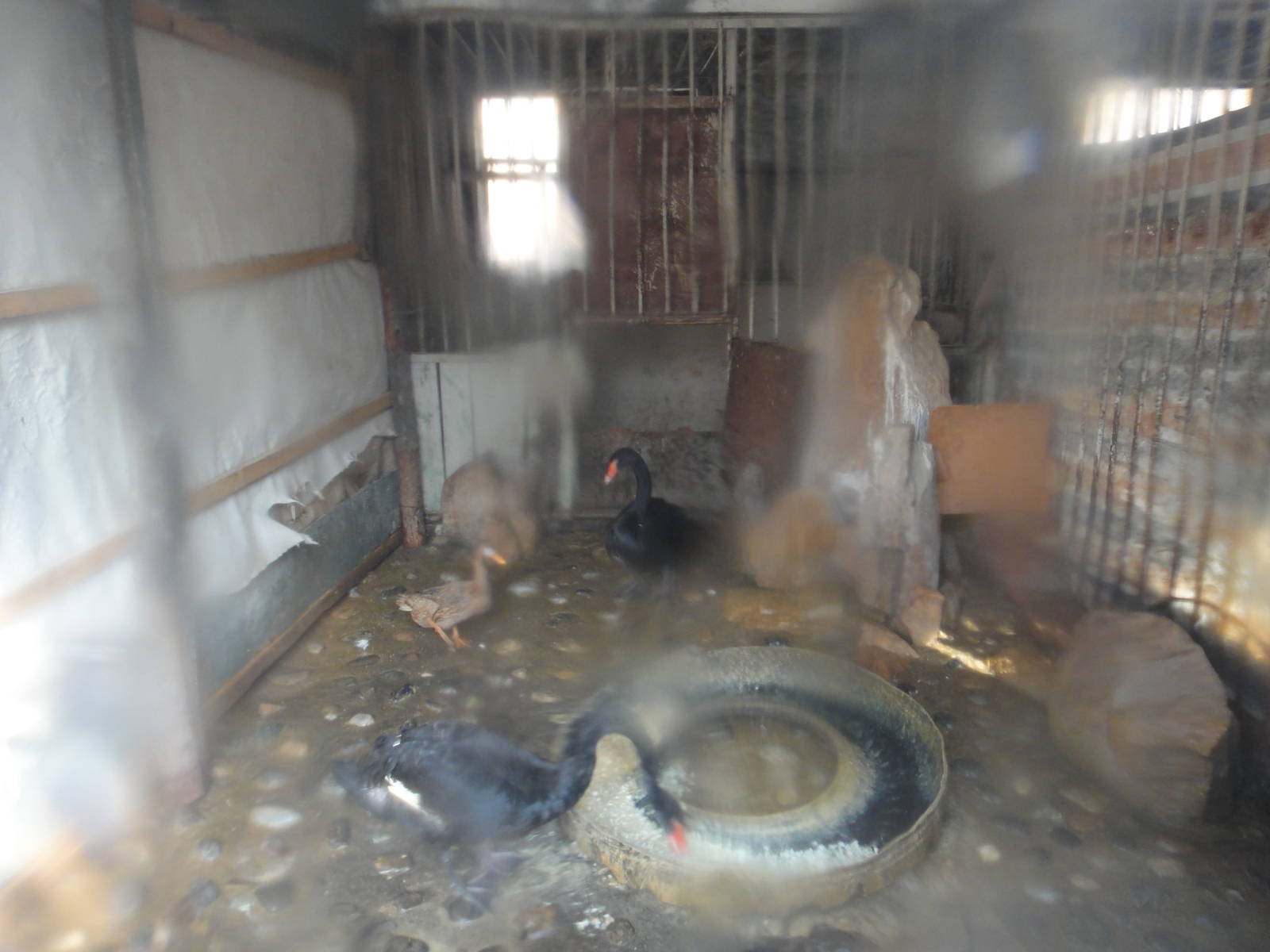 Black Swan (Cygnus atratus) in the winter house