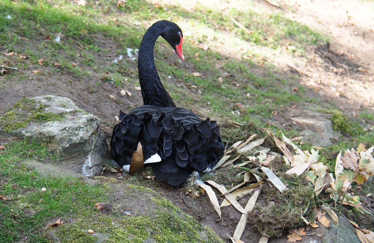 Black swan (Cygnus atratus) on nest (Sep 16th, 2018)