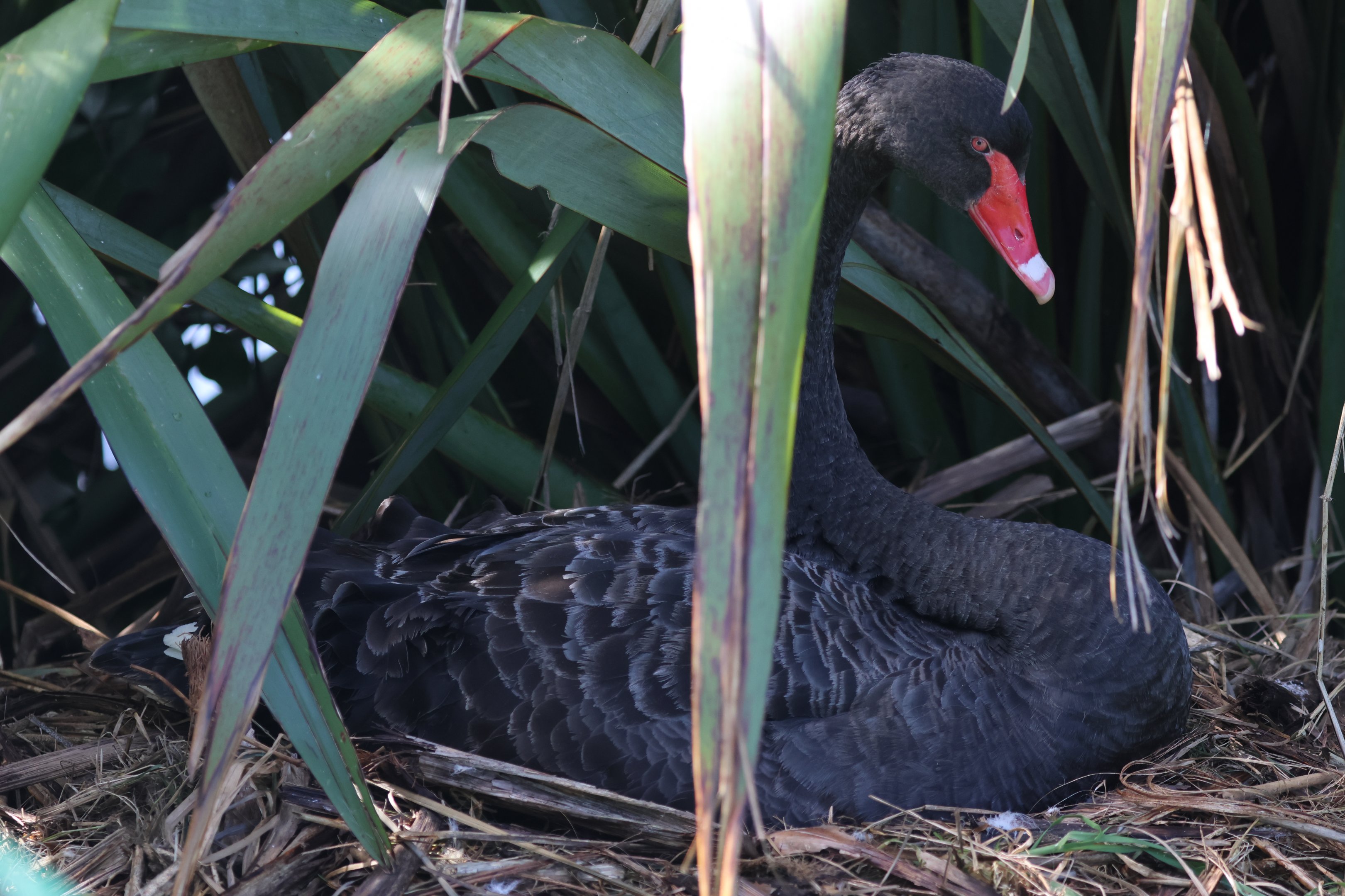 Black Swan (Cygnus atratus) on nest, Waimanu Lagoons Reserve (Waikanae, Wellington)