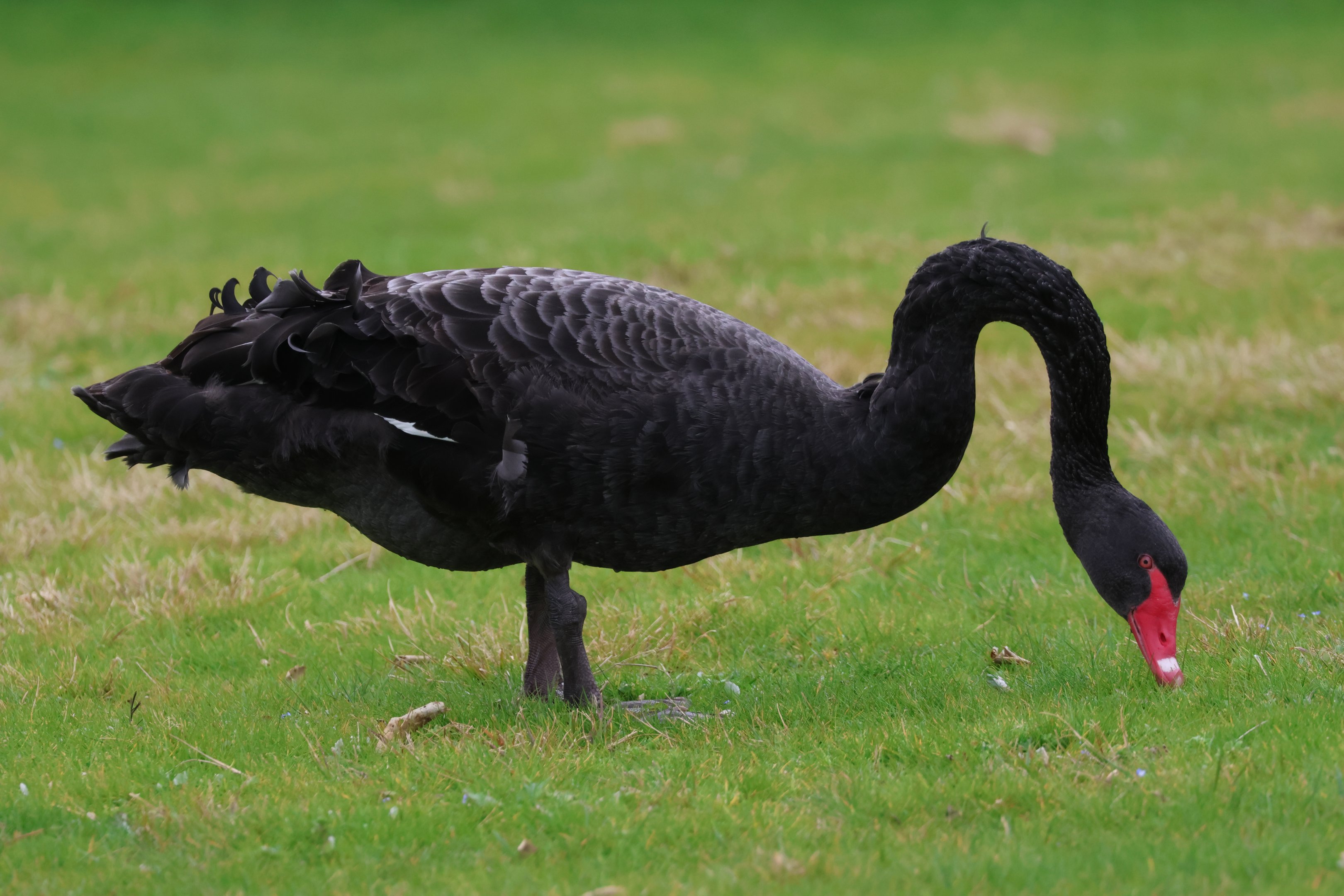 Black Swan (Cygnus atratus), Waimanu Lagoons Reserve (Waikanae, Wellington)