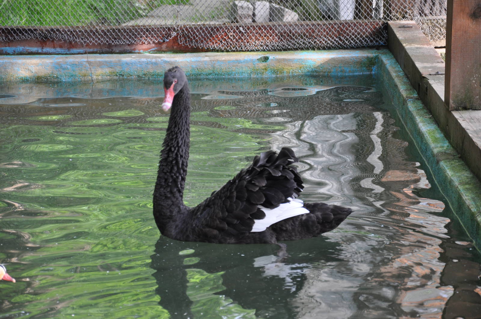 Black swan/ Cygnus atratus