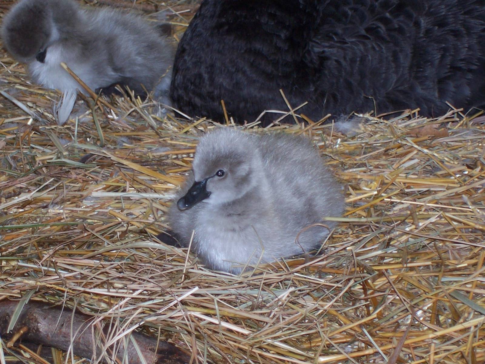 Black Swan (Cygnus atratus)