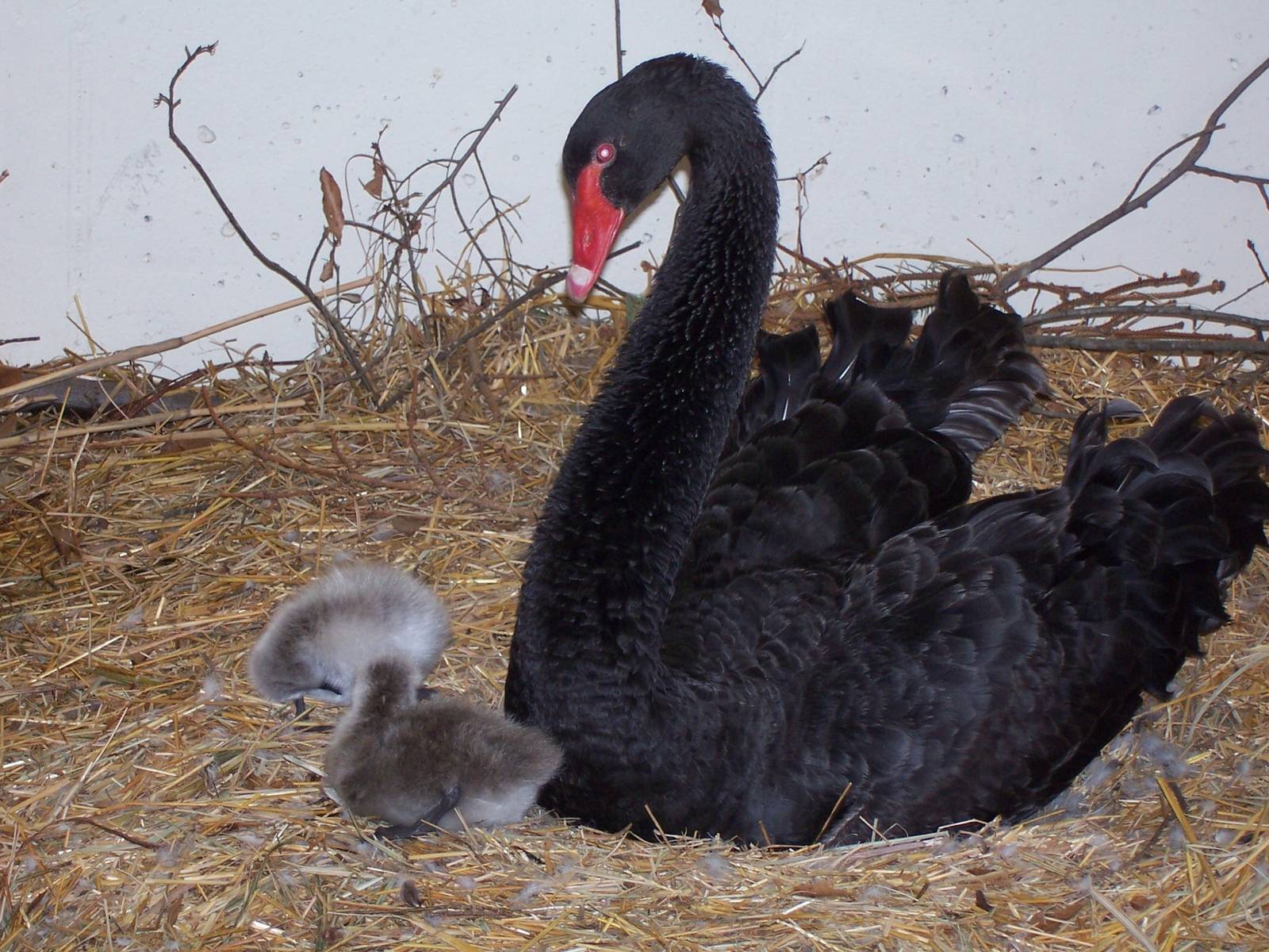 Black Swan (Cygnus atratus)