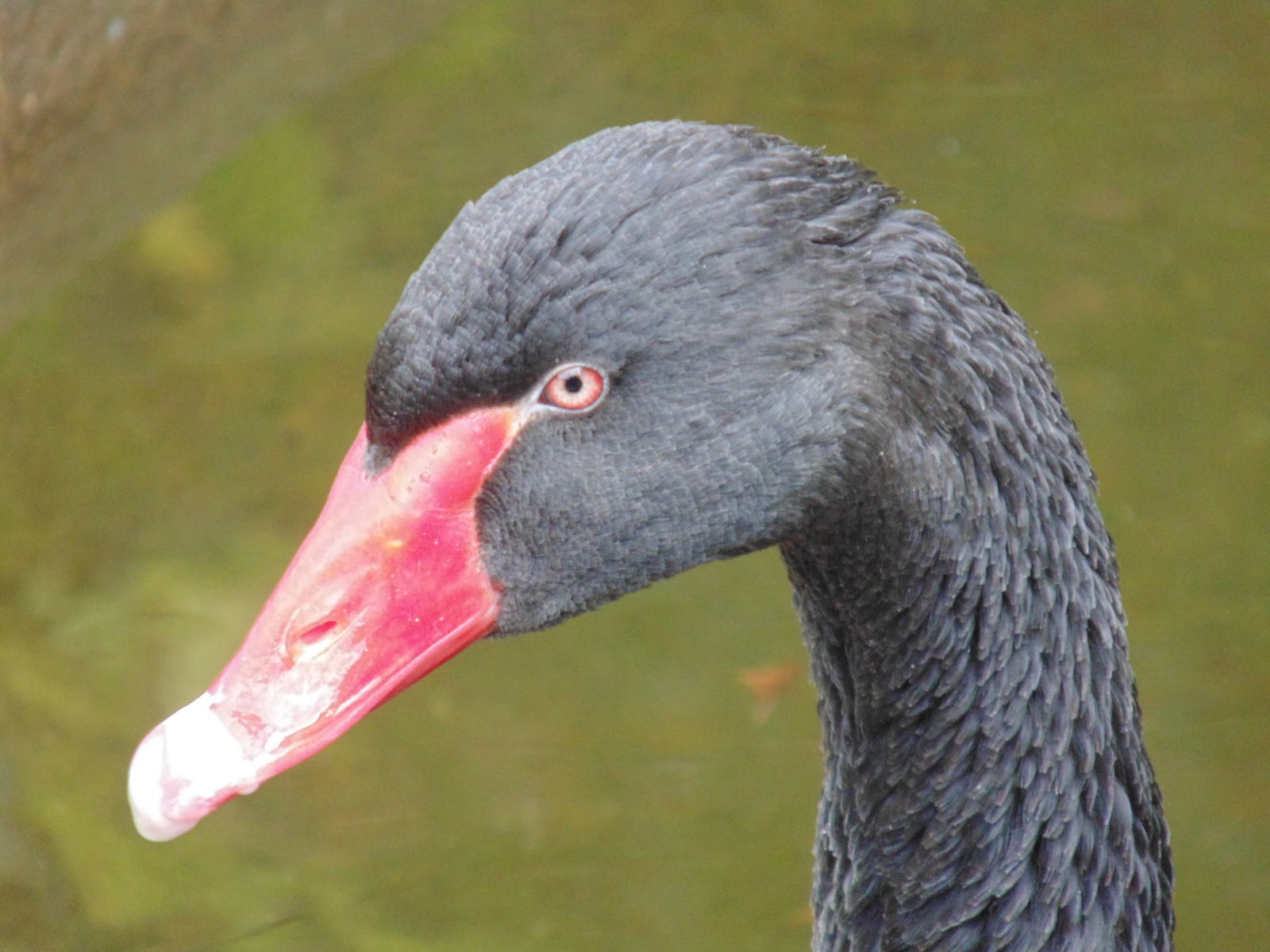 Black swan (Cygnus atratus)