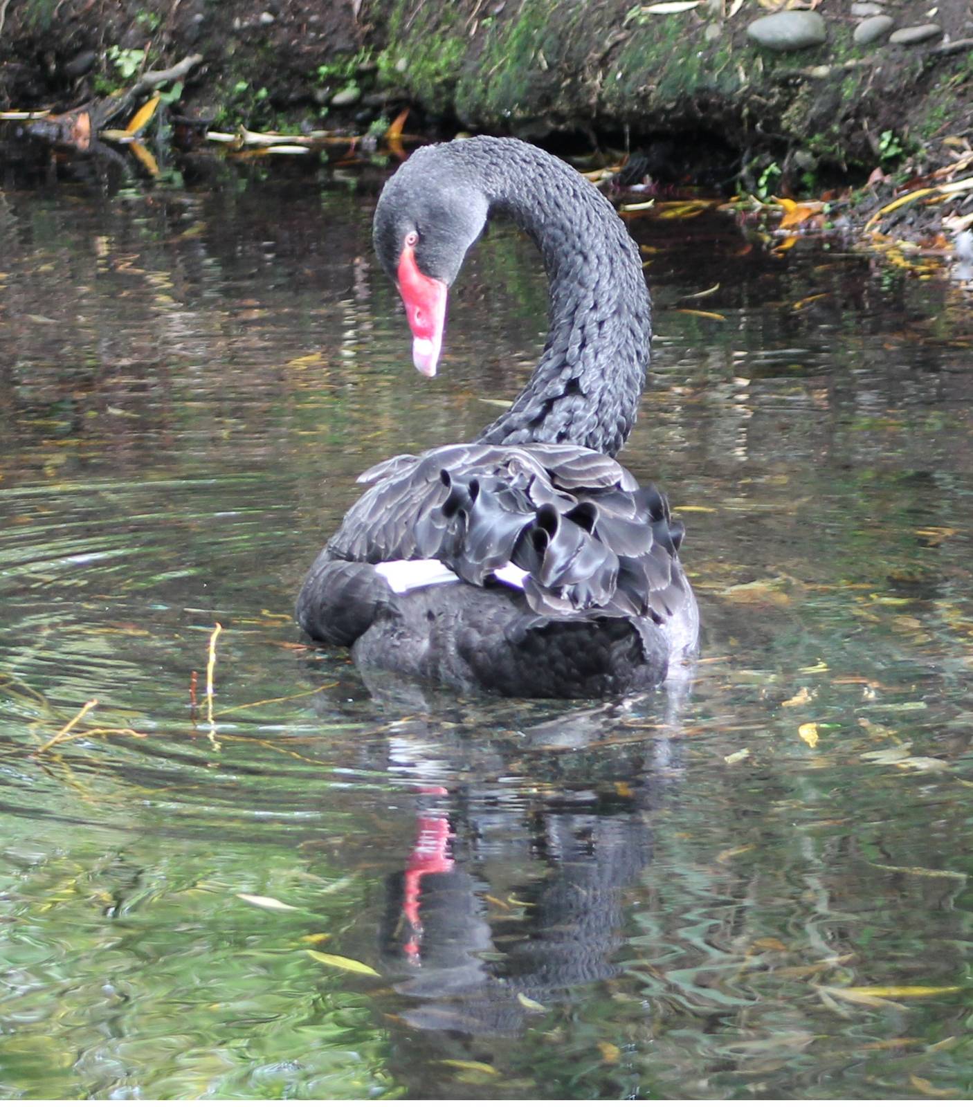 Black Swan (Cygnus atratus)