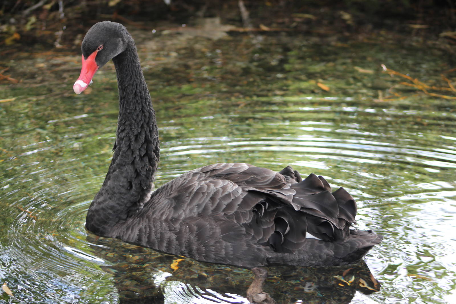 Black Swan (Cygnus atratus)