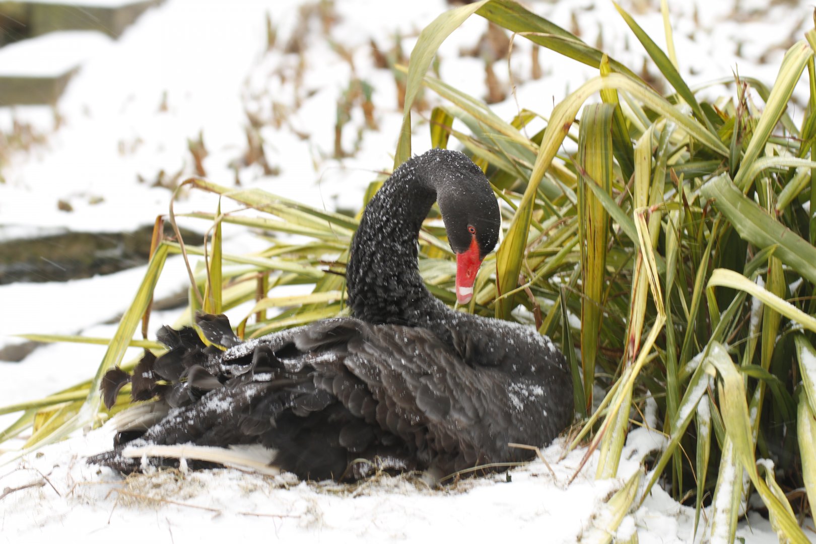 Black swan (Cygnus atratus)