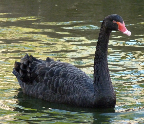 Black swan (Cygnus atratus)