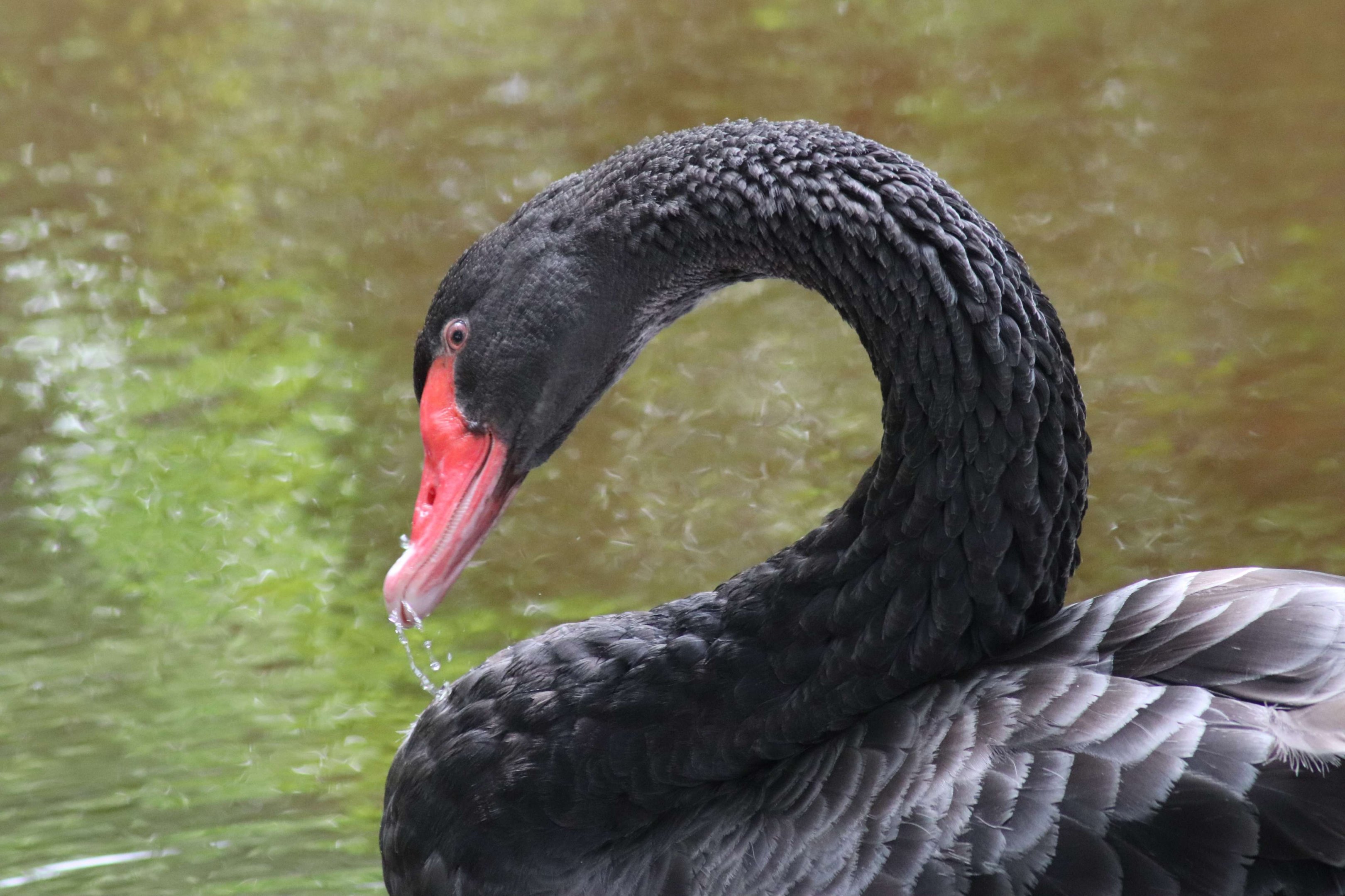 Black Swan (Cygnus atratus)