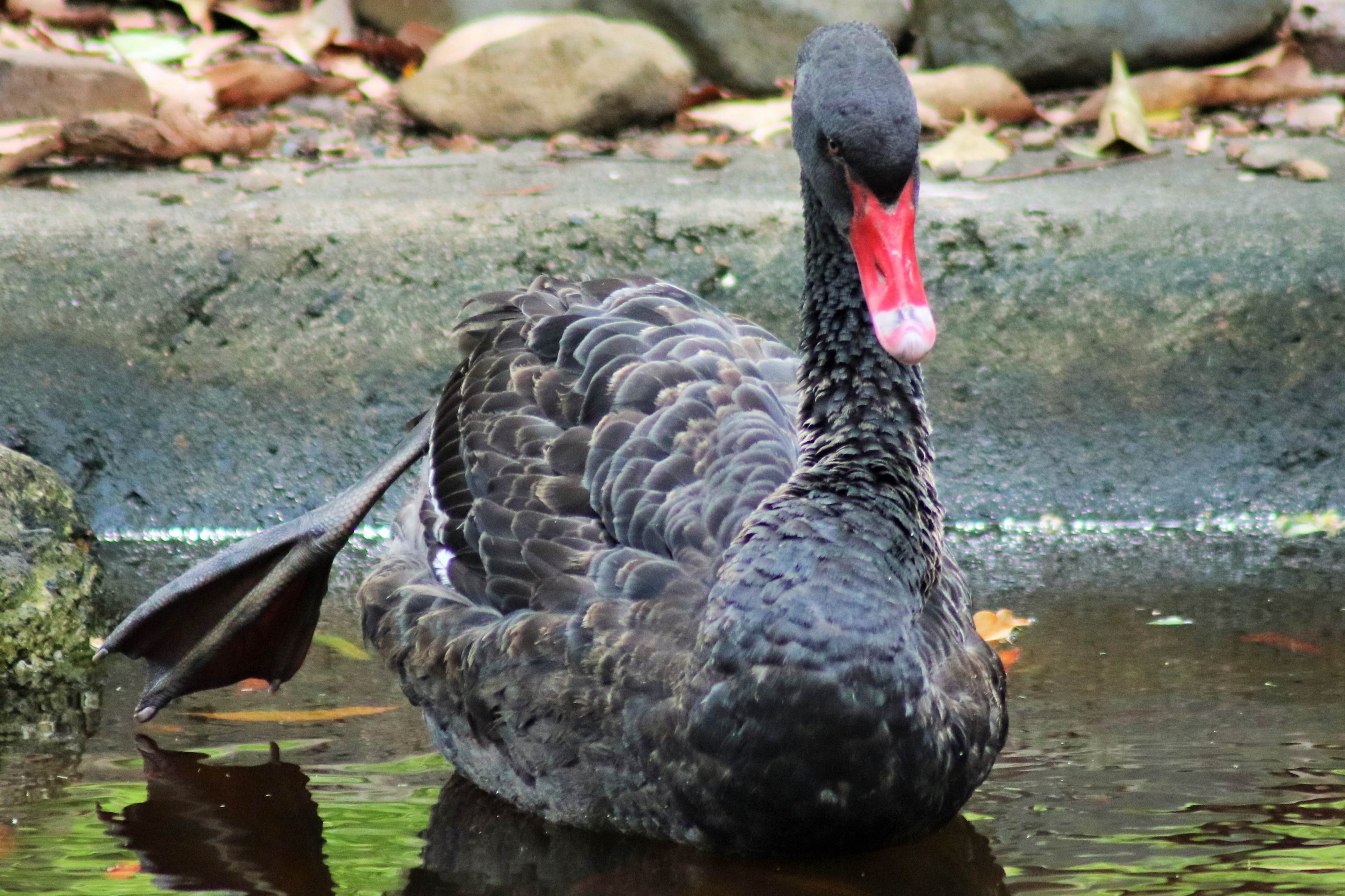 Black Swan (Cygnus atratus)