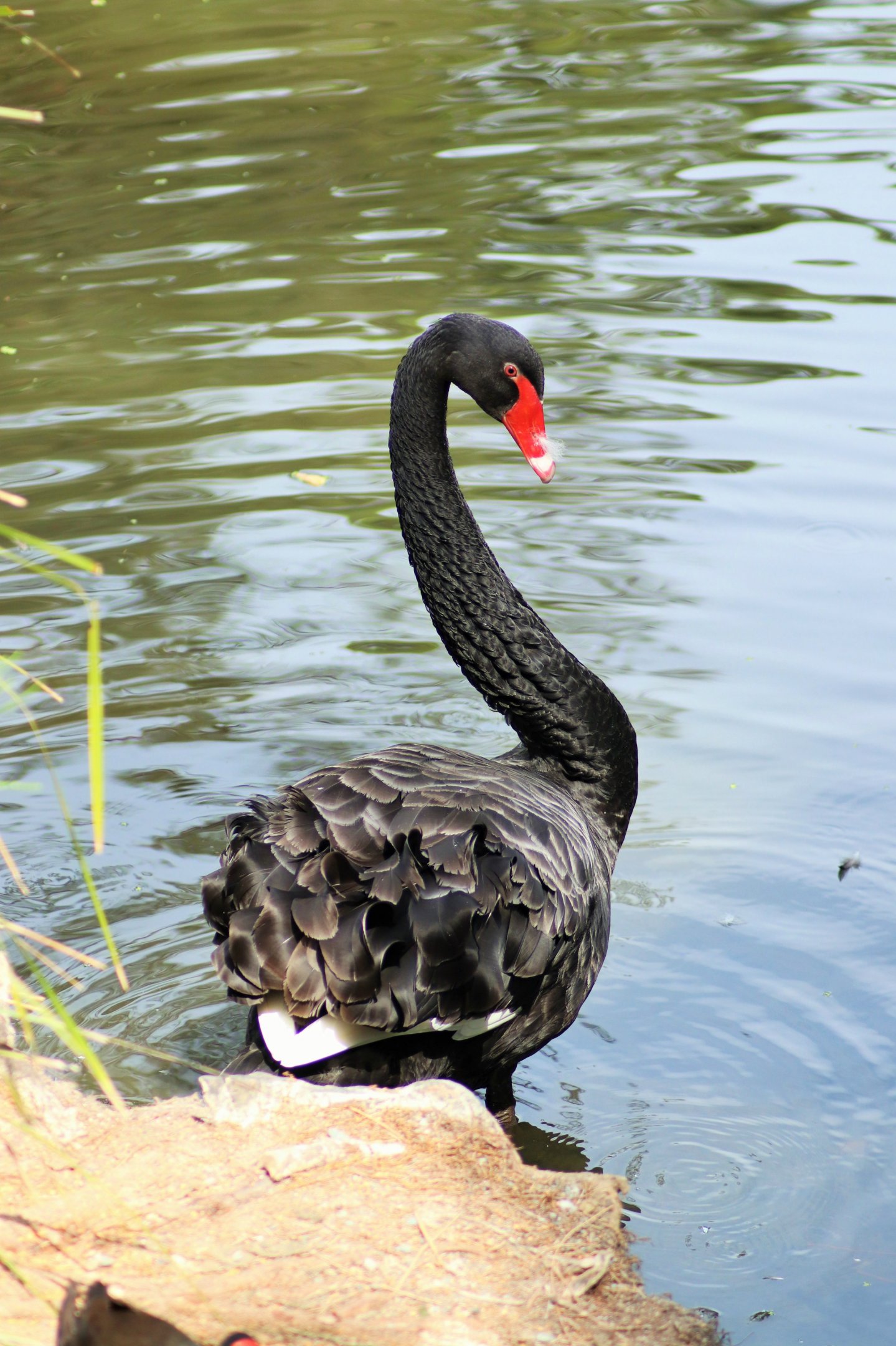 Black Swan (Cygnus atratus)
