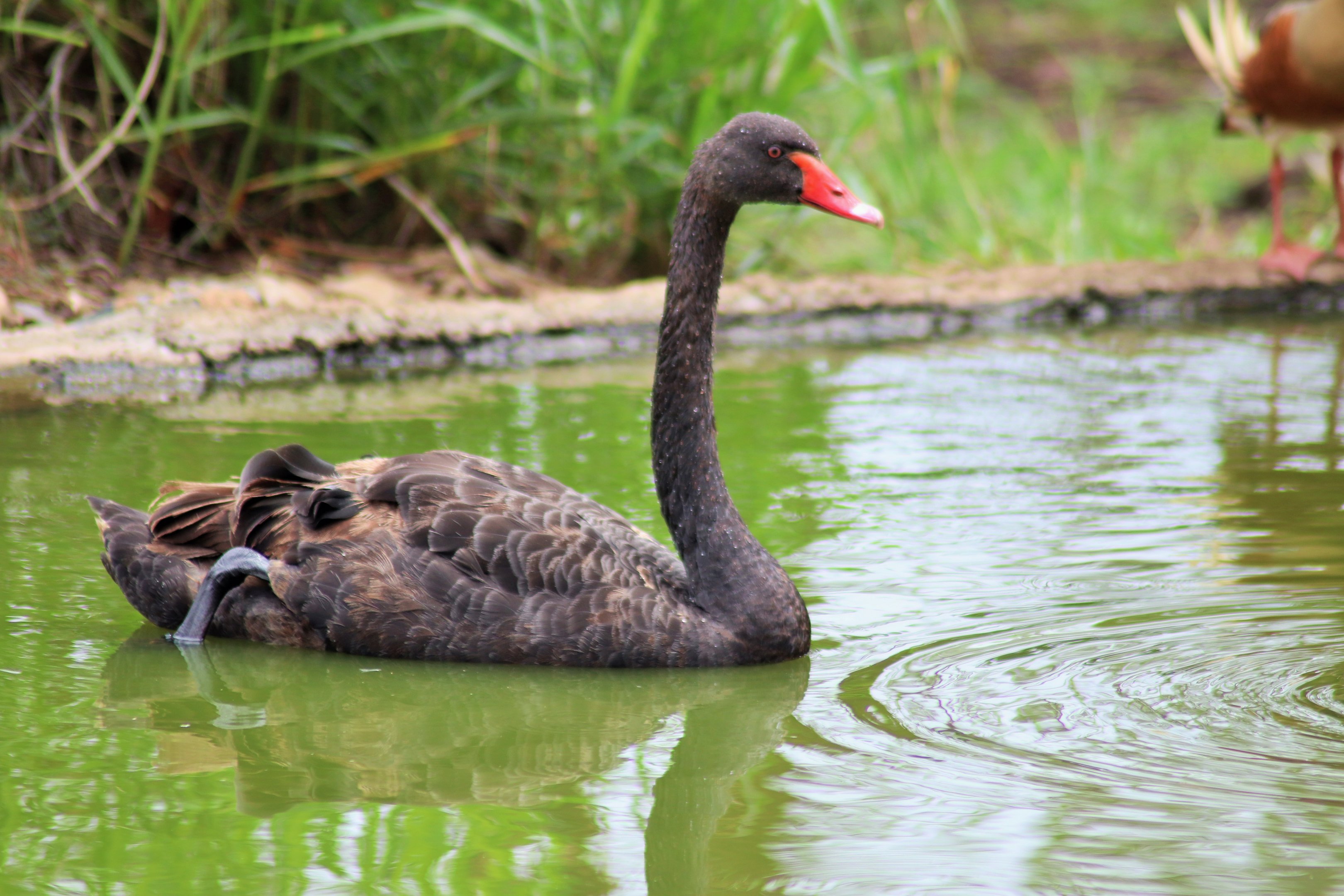 Black Swan (Cygnus atratus)