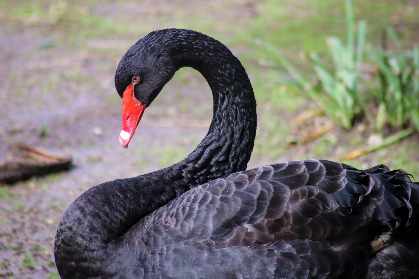 Black Swan (Cygnus atratus)