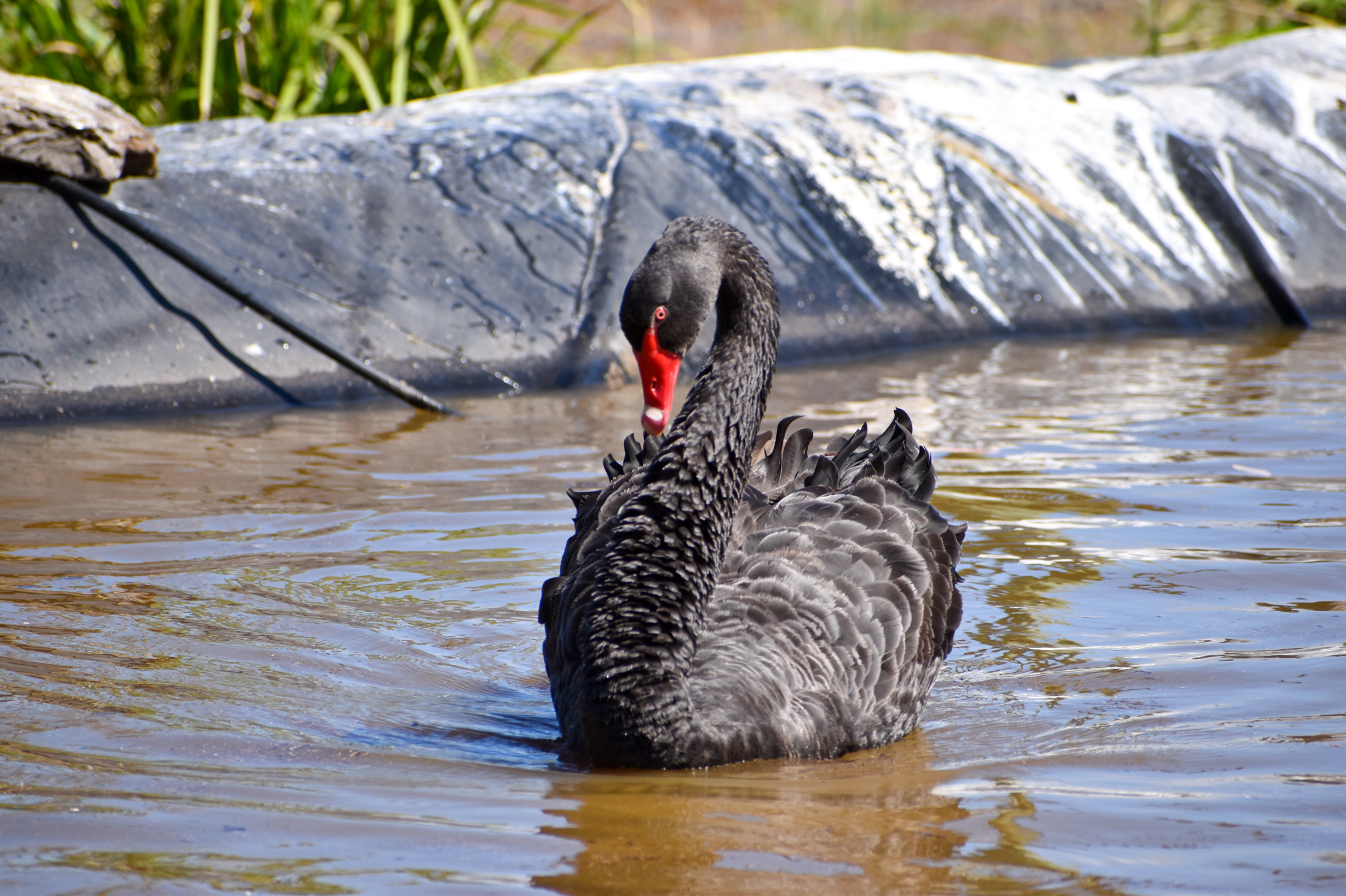 Black Swan (Cygnus atratus)