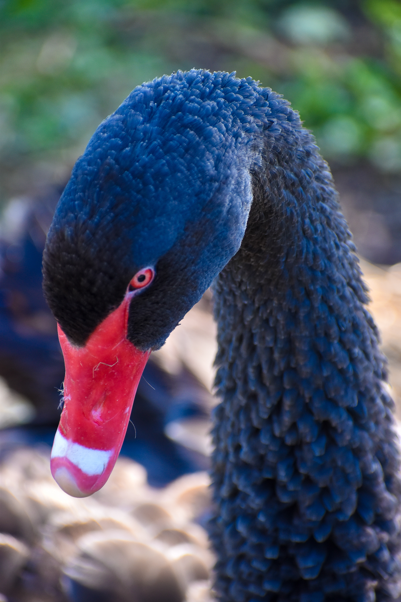 Black Swan (Cygnus atratus)