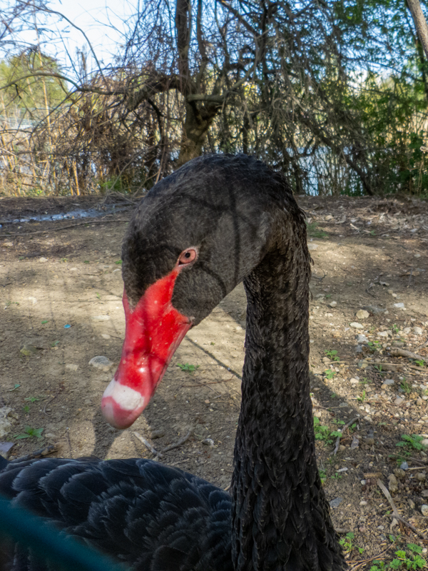 Black swan / Cygnus atratus