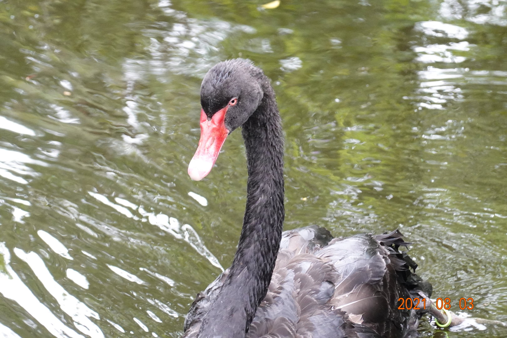 Black Swan (Cygnus atratus)