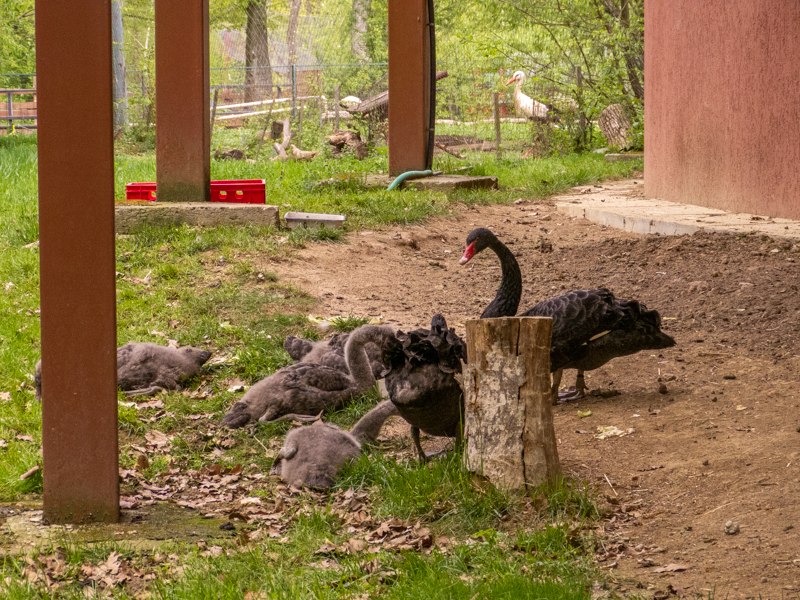 Black swan (Cygnus atratus)