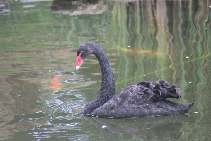 Black swan (Cygnus atratus)