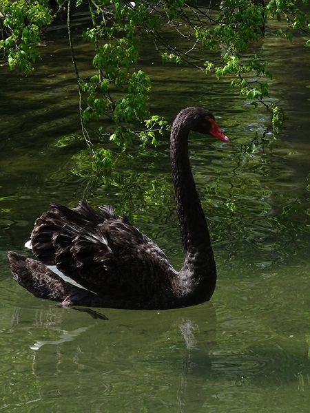 Black swan (Cygnus atratus)