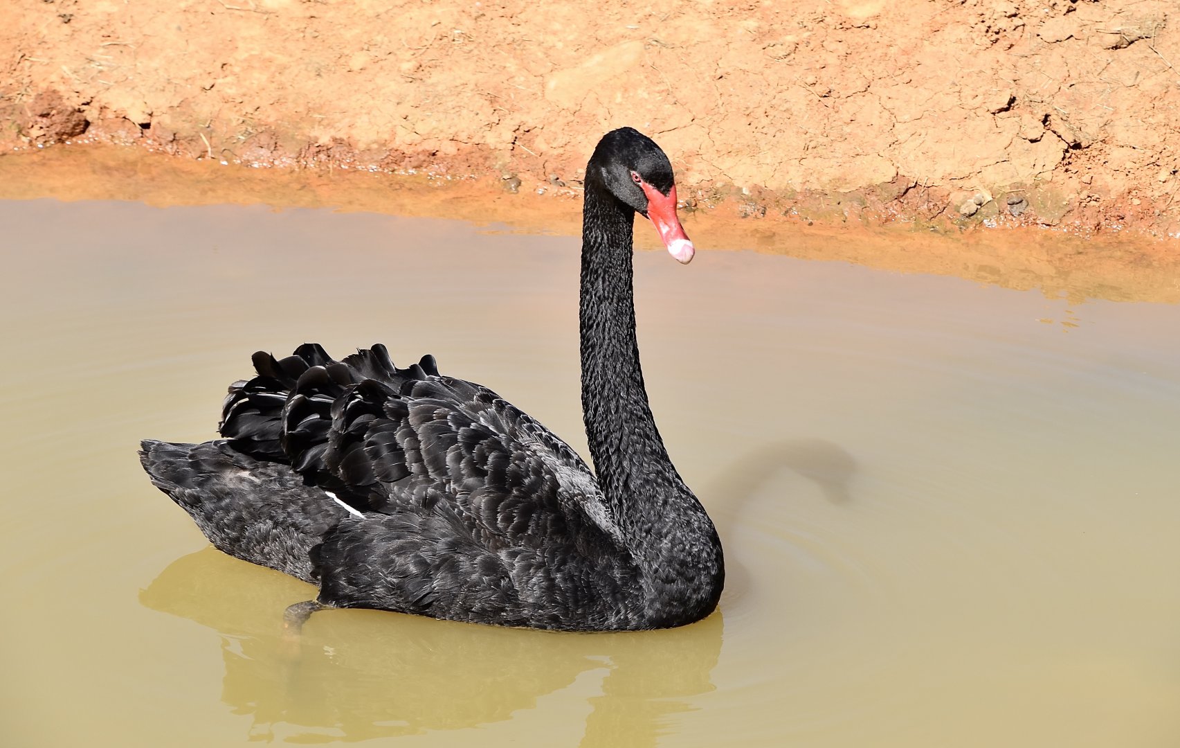 Black Swan (Cygnus atratus)