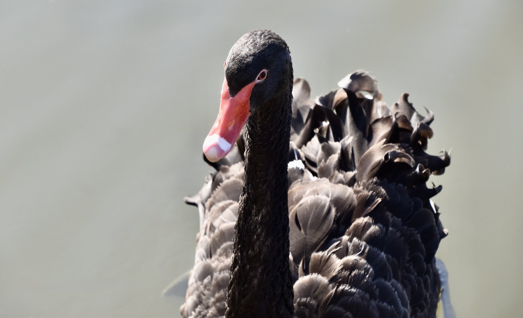 Black Swan (Cygnus atratus)
