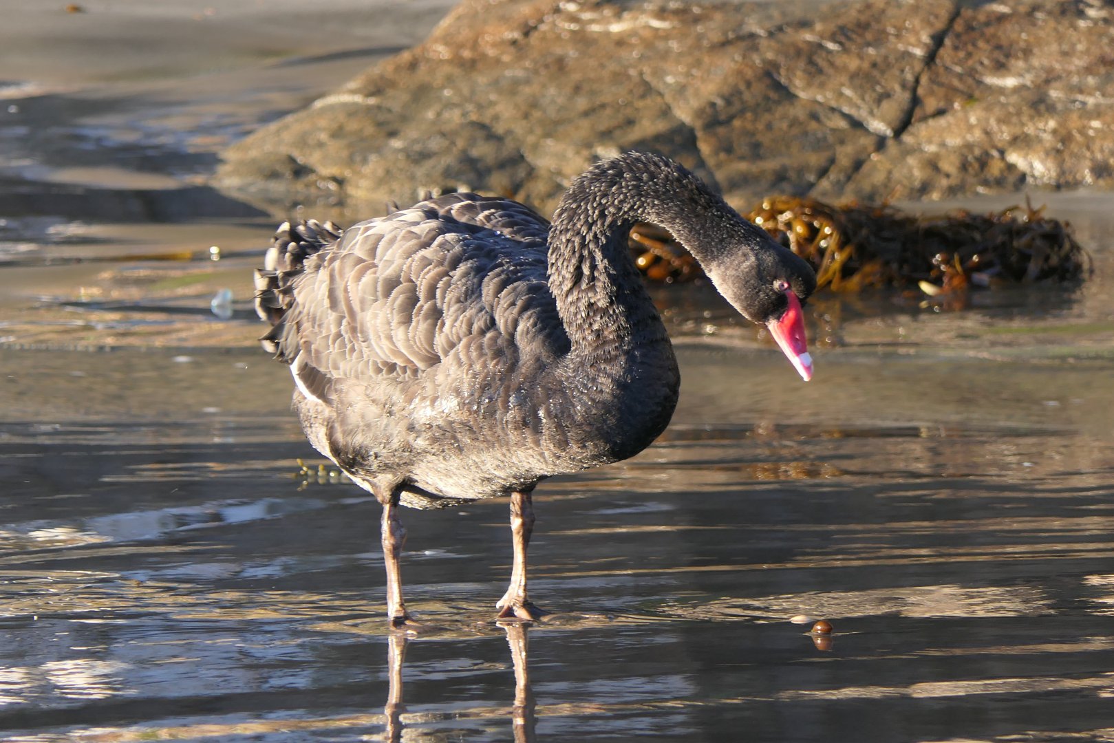 Black Swan (Cygnus atratus)