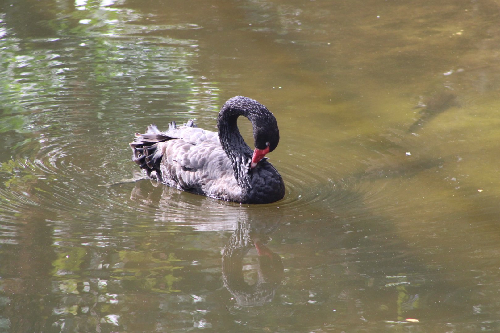 Black Swan (Cygnus atratus)