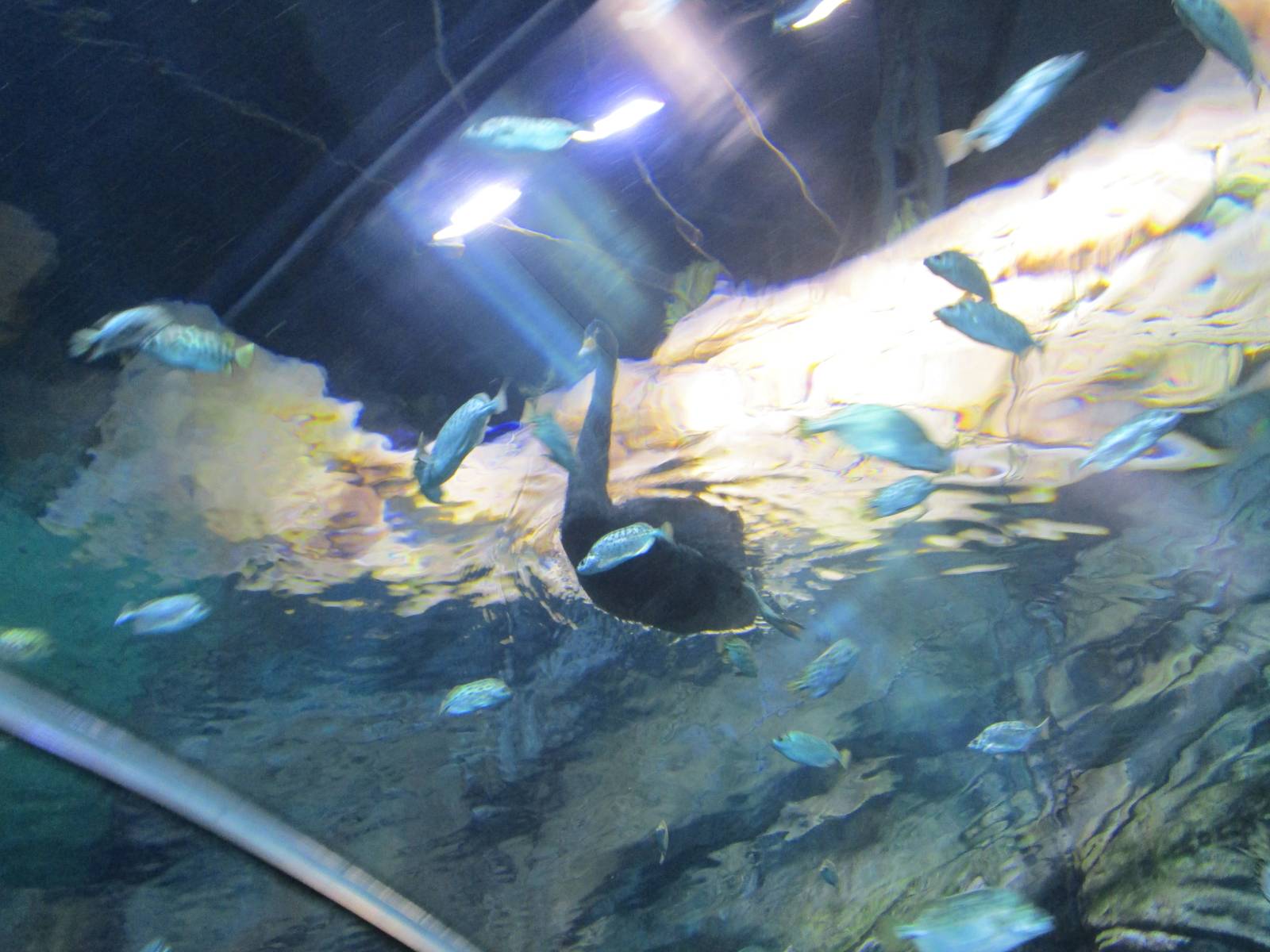 Black Swan - Different Angle