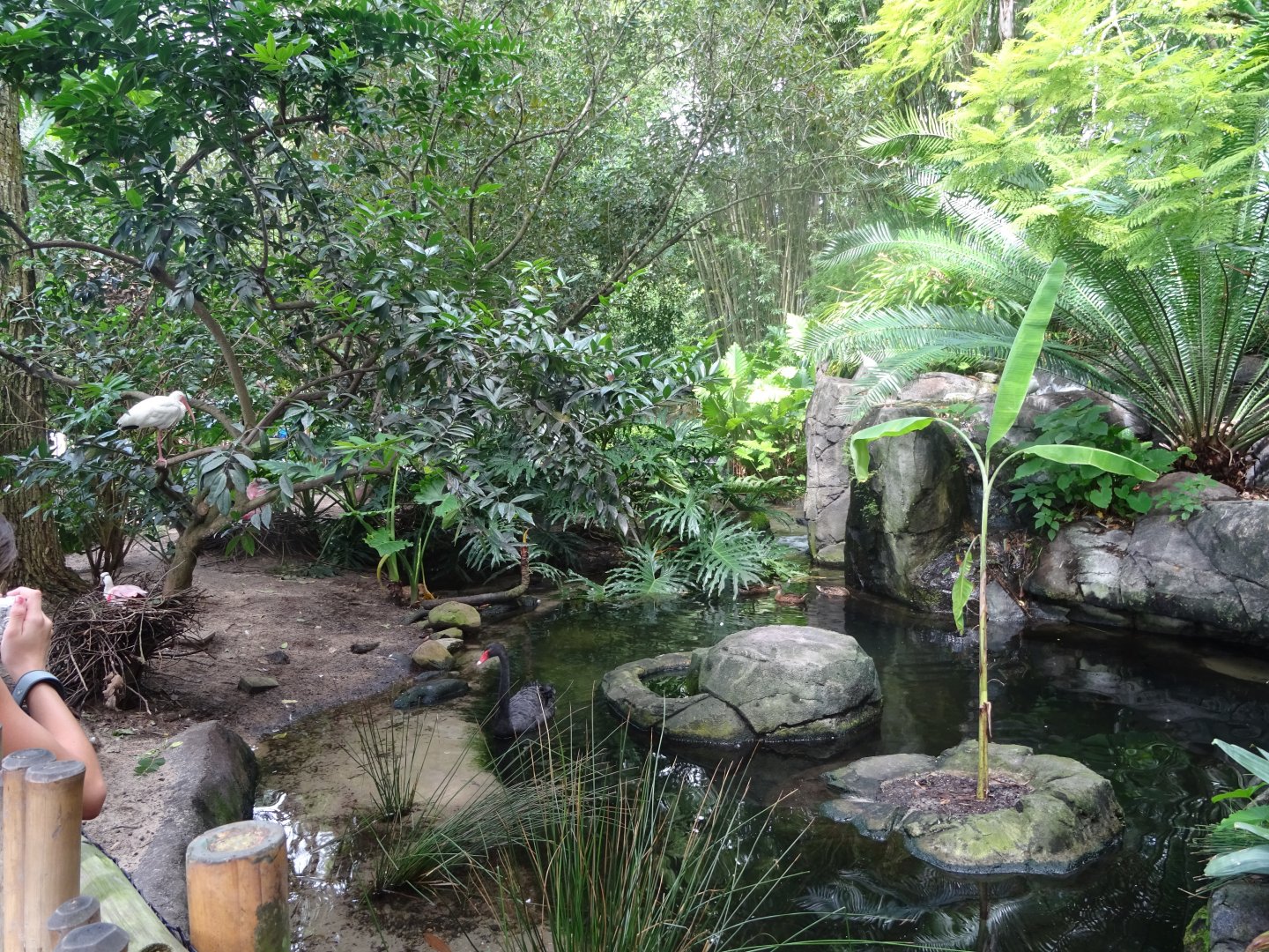 Black Swan Enclosure at Disney's Animal Kingdom (2014)