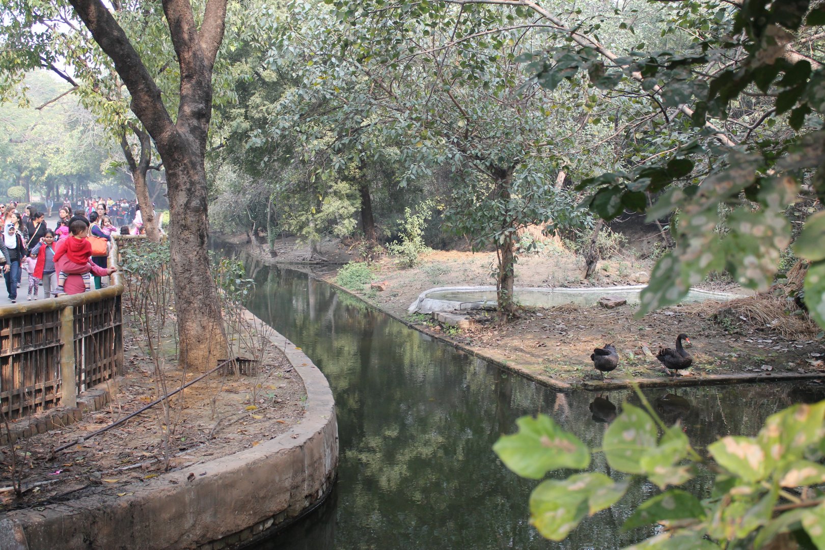 Black Swan enclosure