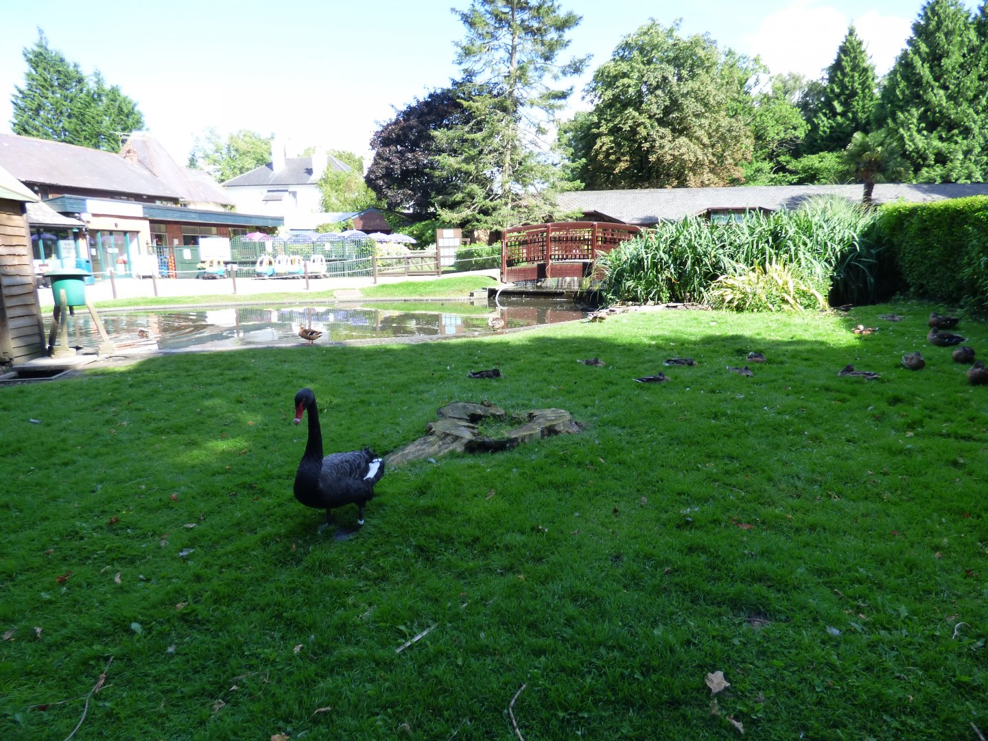 Black Swan Enclosure