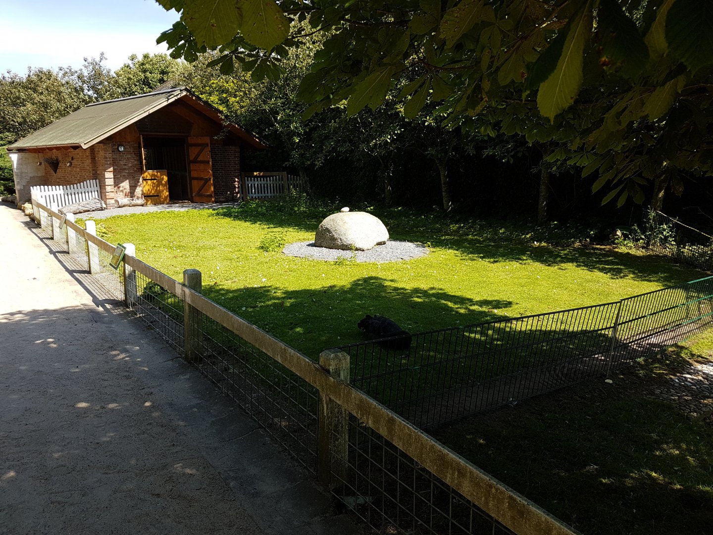 Black swan-enclosure